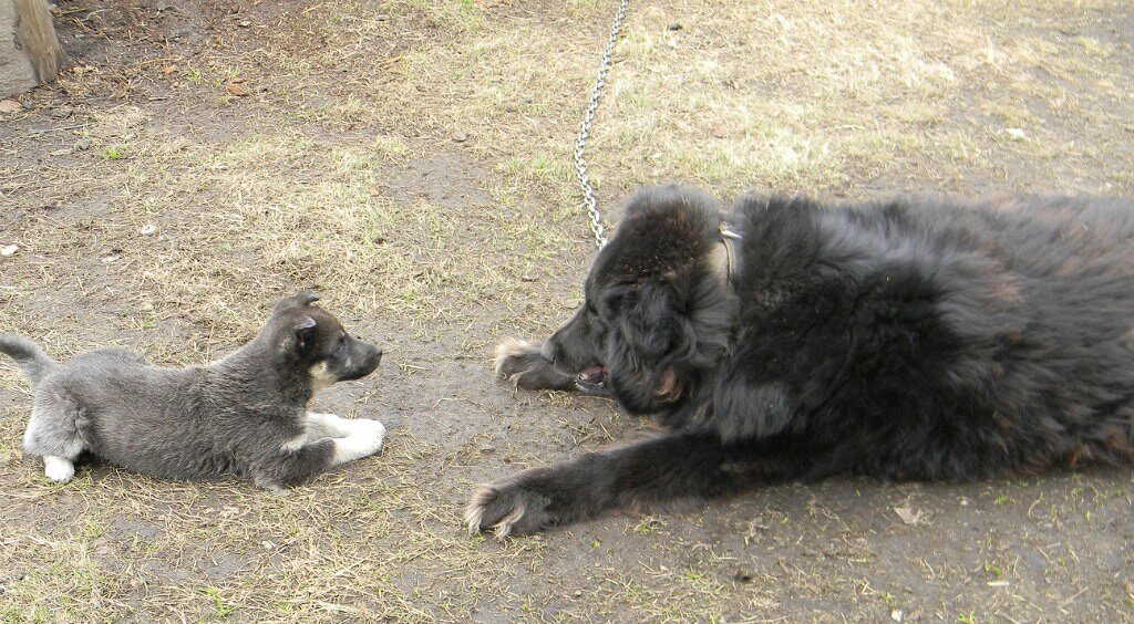 Тося и Мухтар.