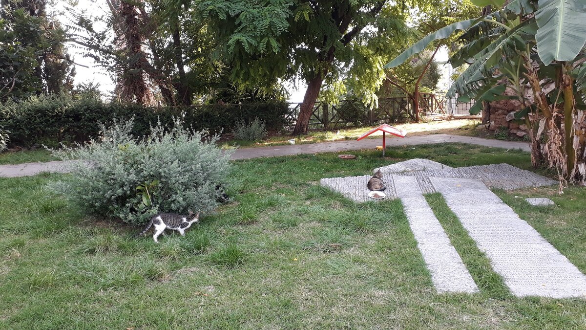 Кошкам нужна не только еда