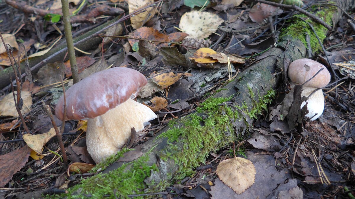 Два товарища