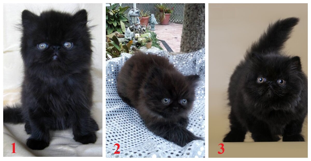 Котята очень похожи друг на друга, но есть в них едва уловимые отличия