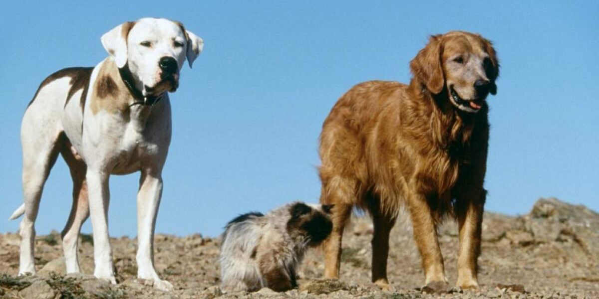 "Дорога домой: Невероятное путешествие" (www.afisha.ru)