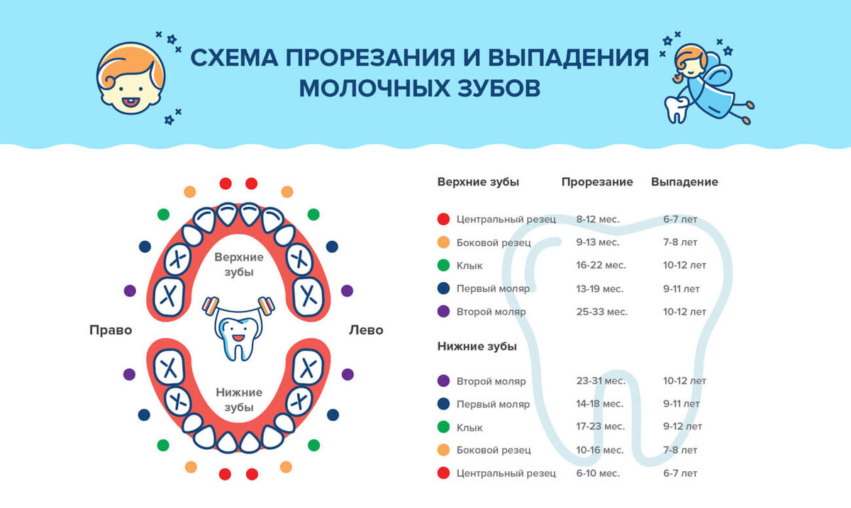 Молочные зубы которые выпадают схема