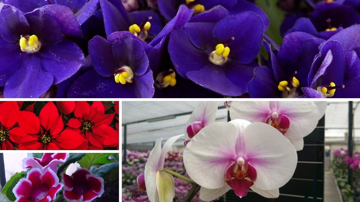 Комнатные цветы