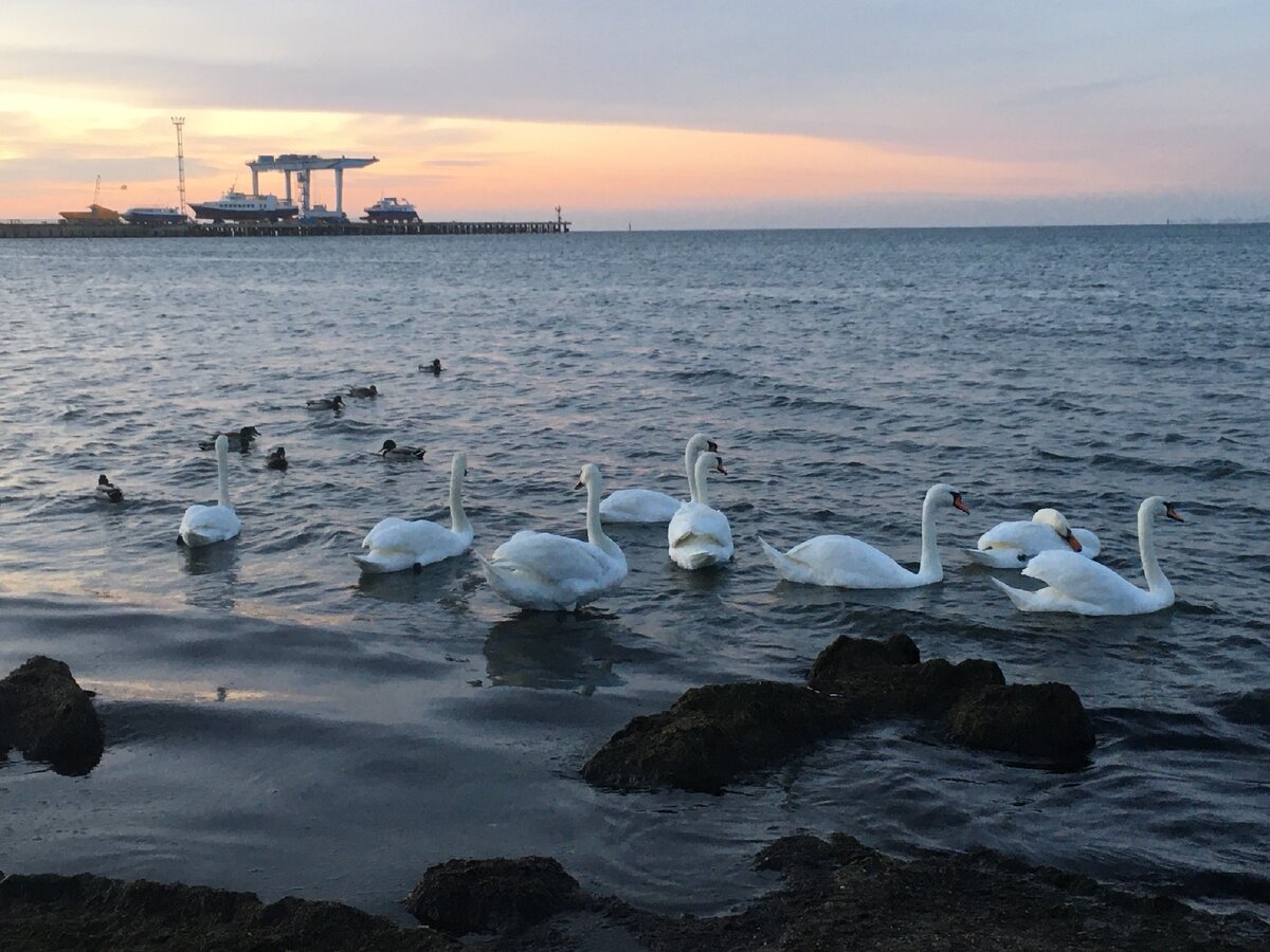 Лебеди в Малой бухте в Анапе. Таким я увидела море в мой первый день, фото автора 