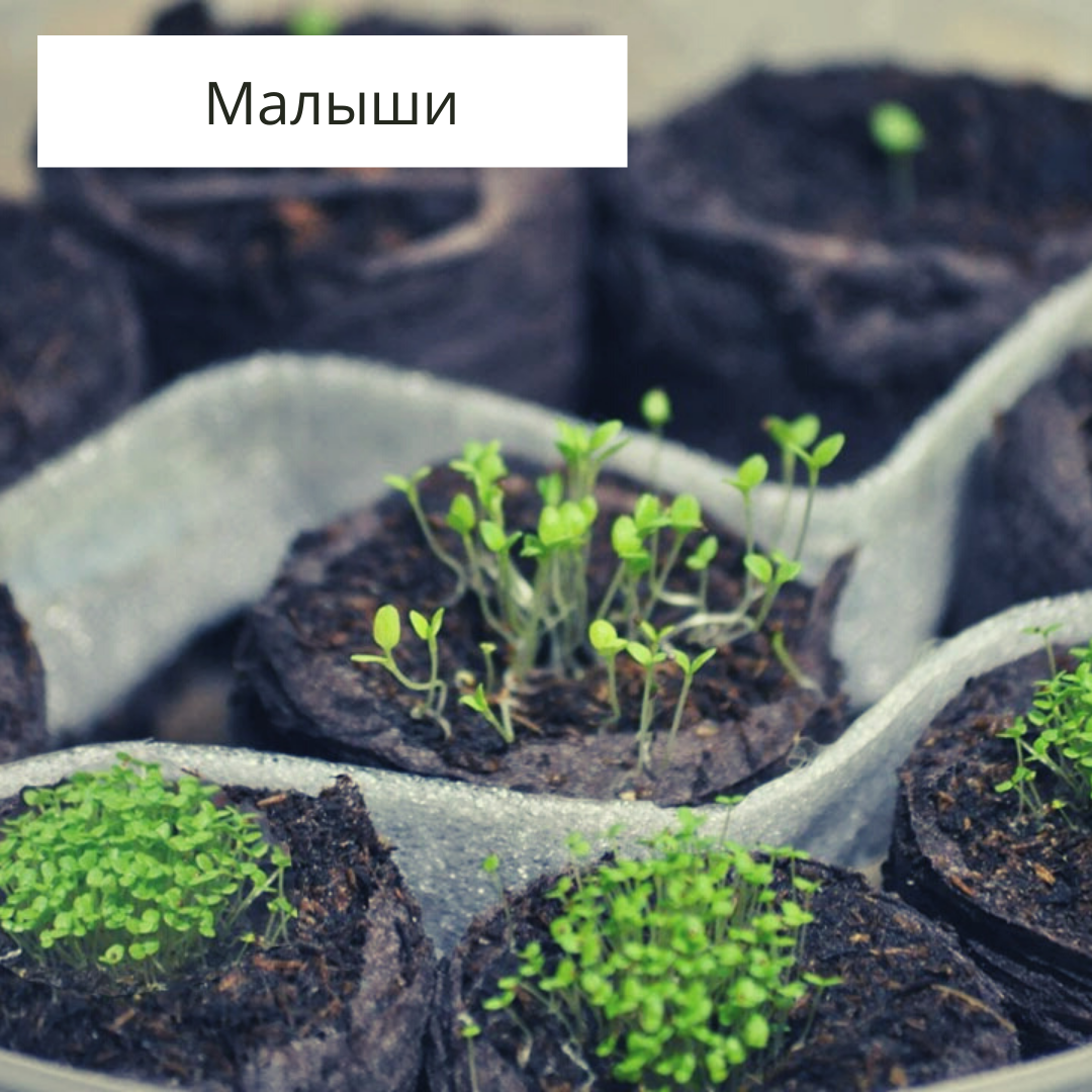 Вот такую красоту вы увидите через неделю