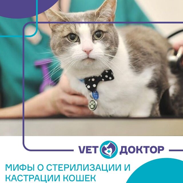 ♦ Миф №1 Мы не вправе менять то, что задумано природой.

Человек давно изменил естественное течение жизни животных, которые теперь являются домашними: они не живут на улице, не добывают себе пищу и не ощущают смену времен года. Поэтому важно доводить «одомашнивание» до конца: то есть подстраивать среду обитания под питомца, а питомцу помогать чувствовать себя комфортно в вынужденной среде обитания.

При этом многие владельцы склонны очеловечивать своих любимцев, приписывая им мотивы и желания, свойственные в первую очередь человеку. Но в половом поведении животных ведущую роль играют инстинкты, а не эмоции.
Не стоит думать, что кошке грустно от того, что у неё никогда не было котят, её стремление размножаться – физиологическое, и пропадает с удалением половых желез.

♦ Миф №2. Мы даем таблетки, и у нас все хорошо.

Контрацептивы могут стать лишь временным решением. Все выпускаемые препараты предназначены для купирования течки, а их длительное применение вызывает серьезные гормональные сдвиги в организме, которые могут привести к развитию различных заболеваний.
Контрацептивы не предотвращают беременность, особенно при совместном содержании разнополых особей.

♦ Миф №3. Операция ведет к набору лишнего веса.

Часто с кастрацией и стерилизацией связывают развитие ожирения. Действительно, на фоне снижения выработки половых гормонов после кастрации и стерилизации снижается физическая активность животного и усиливается чувство голода. Однако лишний вес после операции – почти всегда результат чрезмерного кормления.
Если вовремя позаботиться о смене привычного корма на специальный рацион, составленный с учетом всех особенностей и потребностей кастрированных, стерилизованных животных, проблем со здоровьем легко избежать.

Всех любим ❤