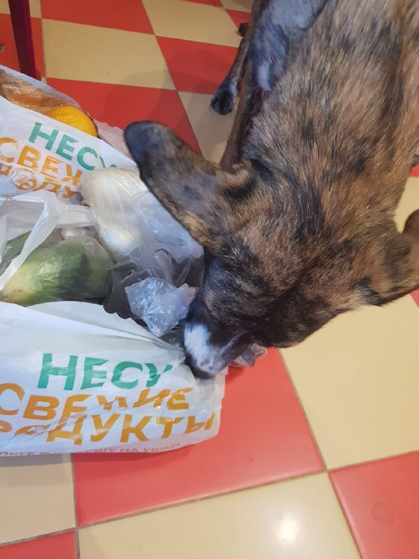 Проверка. Думаю, может ее в служебные собаки отдать? Будет она наркоту искать. или взрывчатку? Или только курочку? )))
