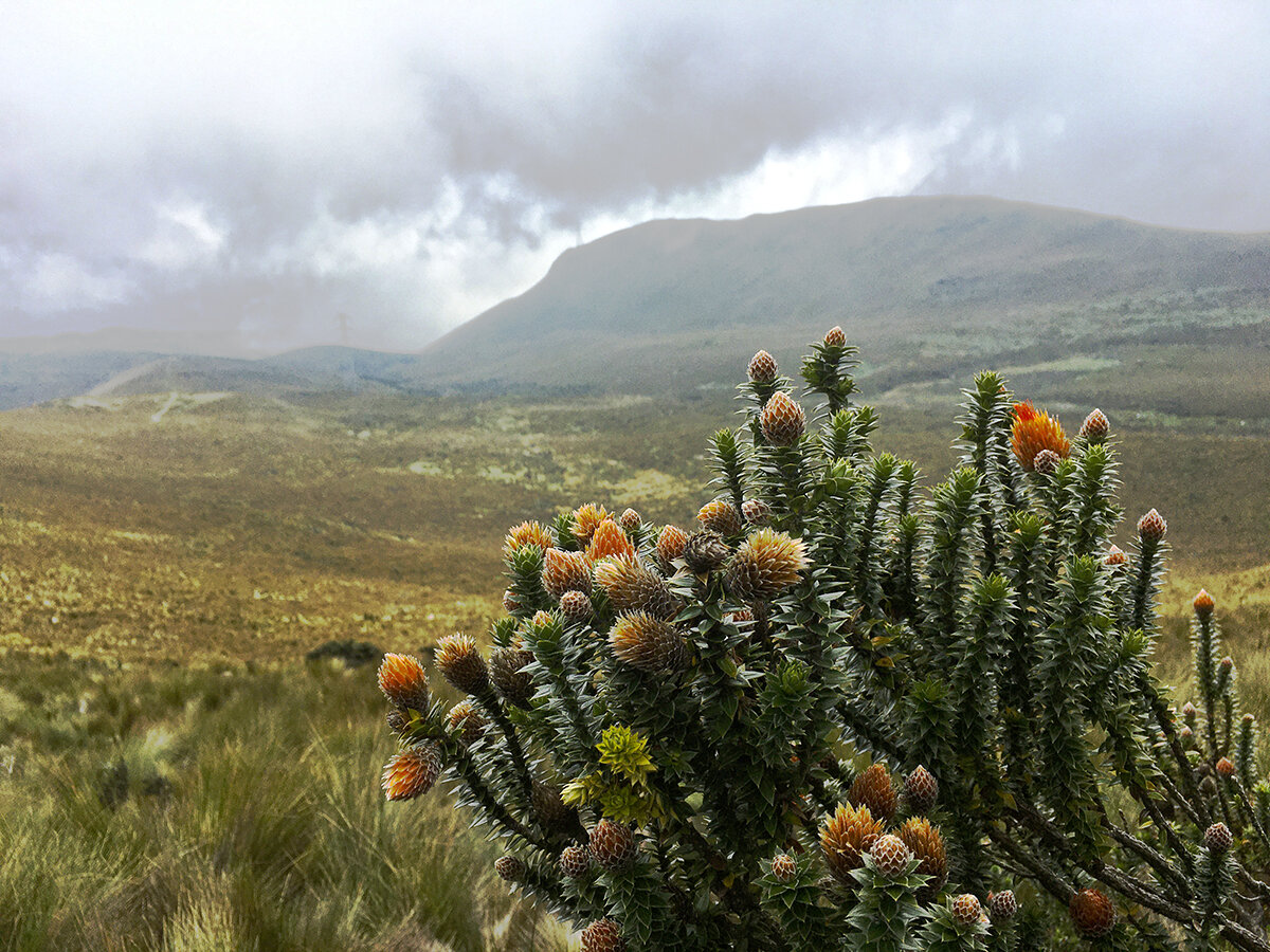 Обожаю этот цветок. Он растёт только высоко в горах, фото автора. Листайте галерею