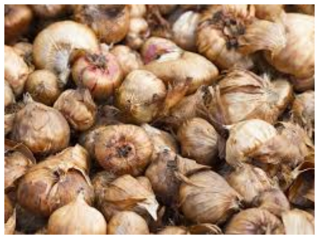 Луковица гладиолуса округлая, одета пленчатыми чешуями от белой до темно-вишневой окраски.