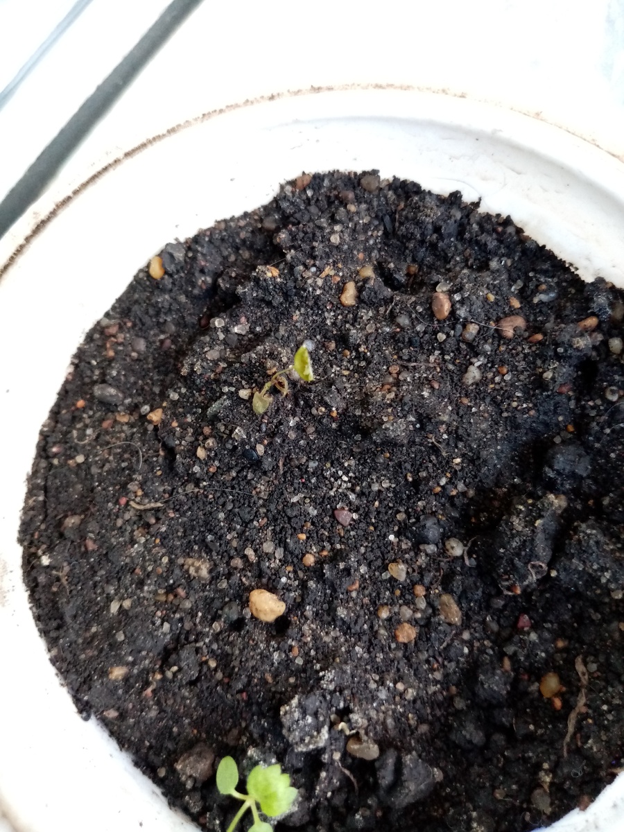 Сорт "Золотинка". Оставалось два кустика, но один из них чахнет :(