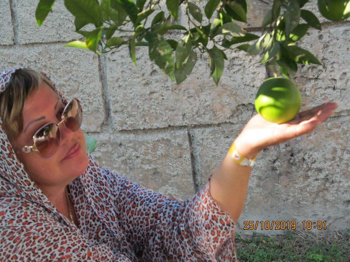 Зреют апельсины. На территории много апельсиновых и мандариновых деревьев.