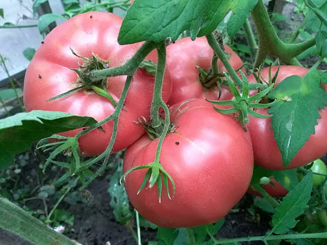 были такеи но сорт не помню. вкусные когда повесят еще несколько дней после покраснения 