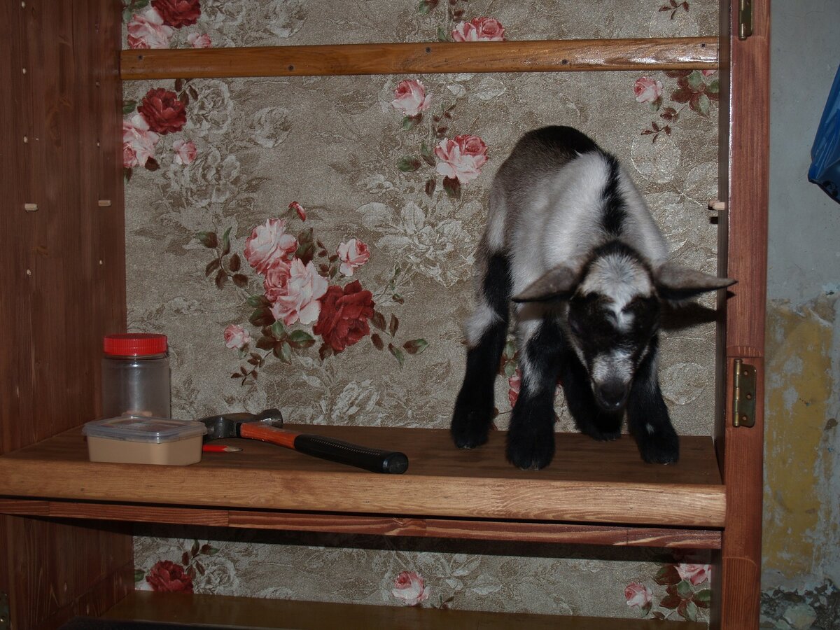 Это мой Степан ))