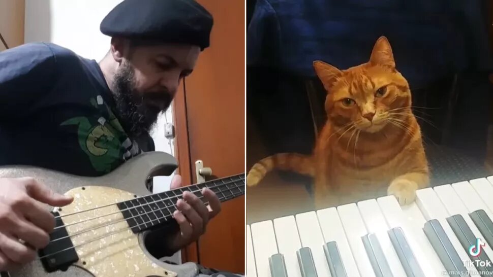 бетховен и котик. котята поют. талантливый кот. талантливый кот. кот на рояле.