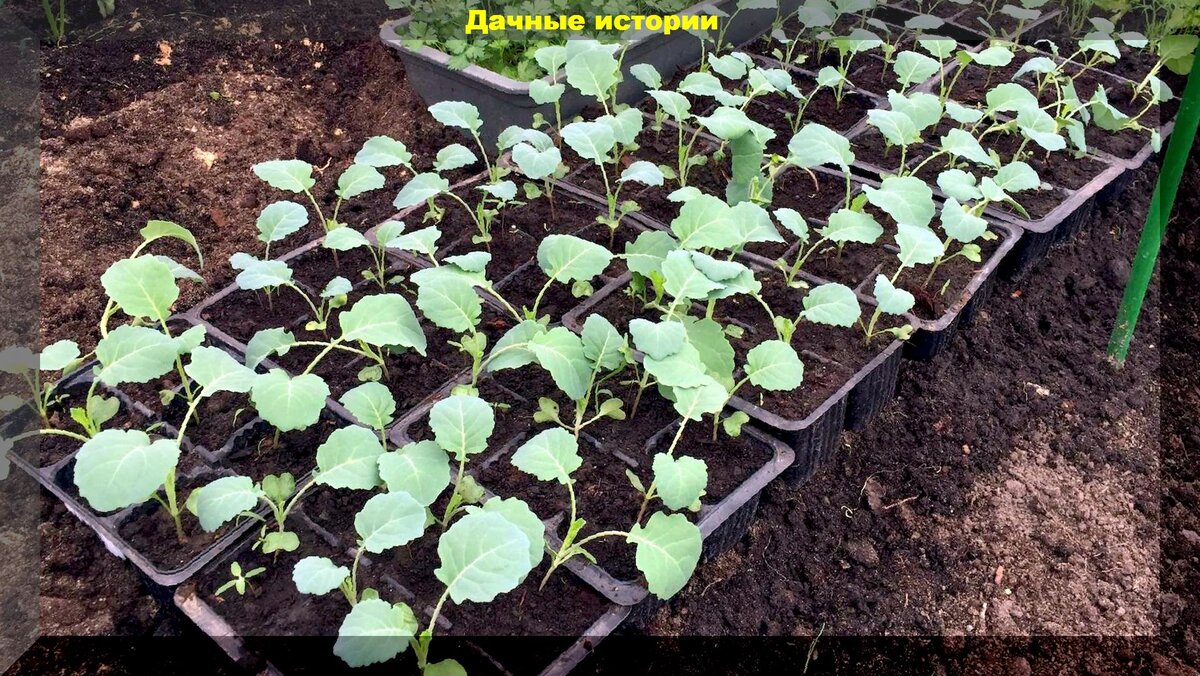 https://vk.com/photo-159774511_457247286
