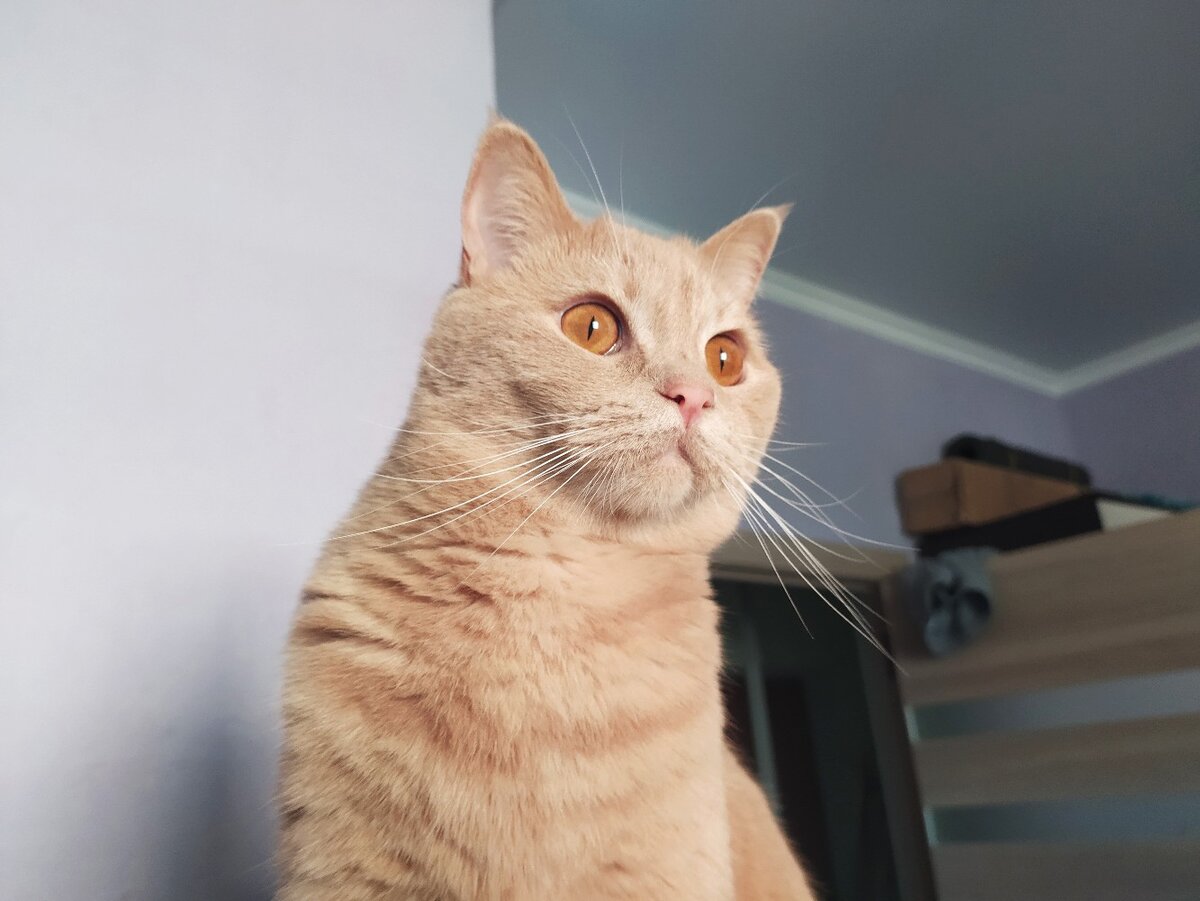 А это мой котик, он просто хороший и красивый