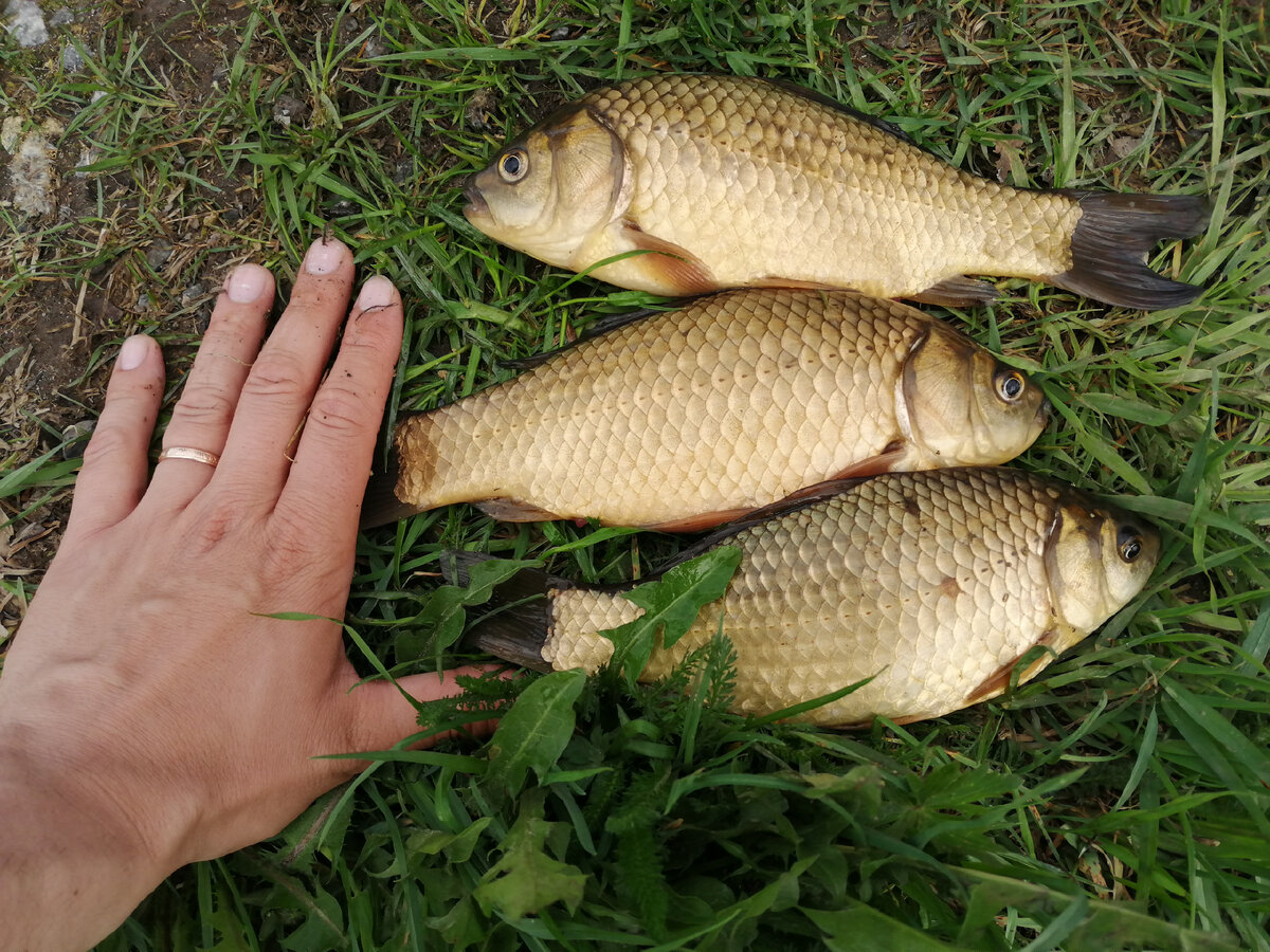 CRUCIAN CARP HUNT* Formidably fishing and strong Fight - Medefiskeri efter Karus