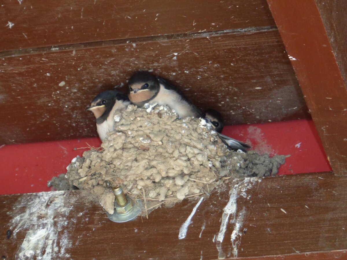 Ласточки нашего подъезда. Фото автора