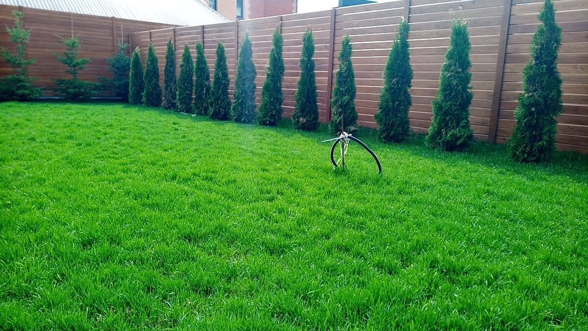 Зеленый газон (фото своё)