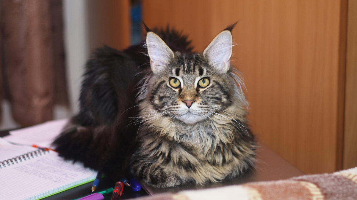 Кот Мартин. Мейн-кун 3 года