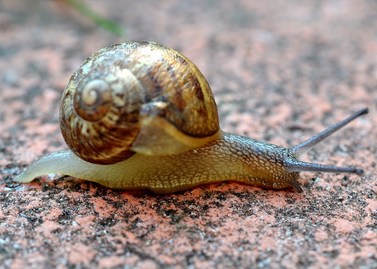 Улитка Helix Aspersa Muller