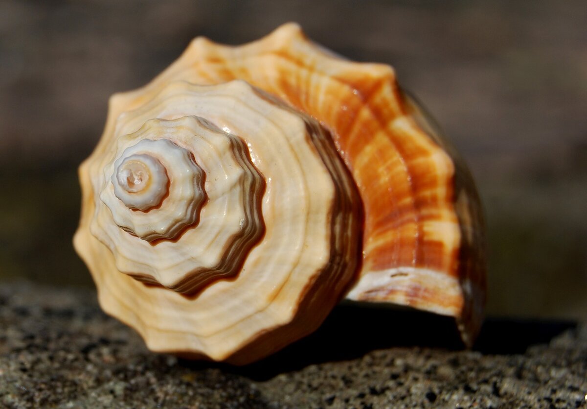 Фото: Pixabay