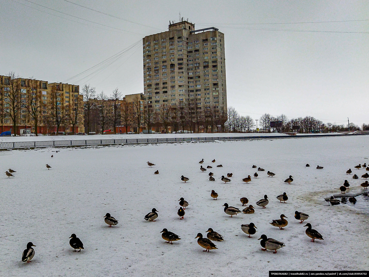 Качаются при штормовом ветре