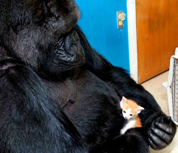 Обезьяна Коко и котёнок
