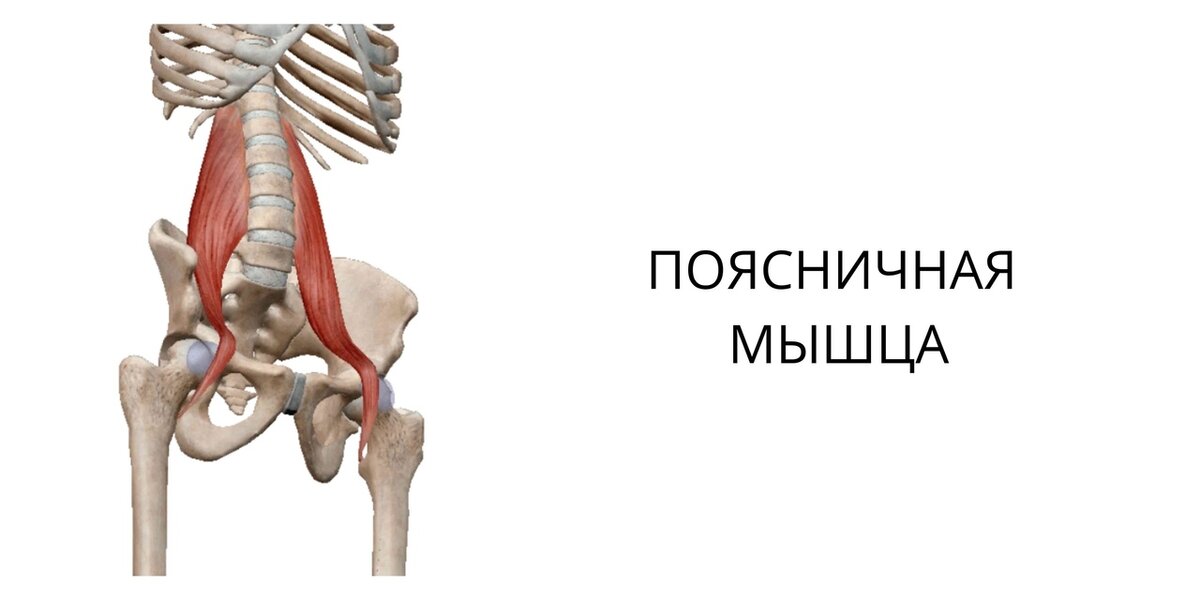 Поясничная мышца единственная, мышца, которая соединяет позвоночник с ногами