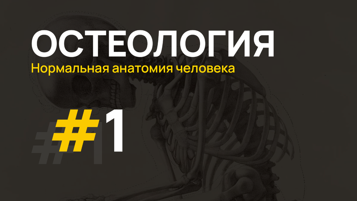Тесты по анатомии остеология. Карточки остеология сапин. Тесты по анатомии остеология. Остеология анатомия кратко и понятно. Тесты по анатомии остеология.