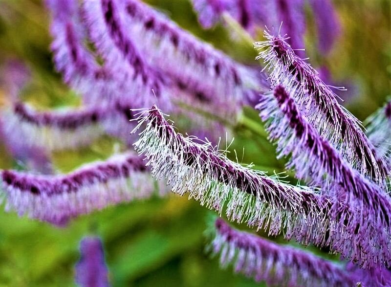 Фото с сайта: https://goo.su/9iQmtQ