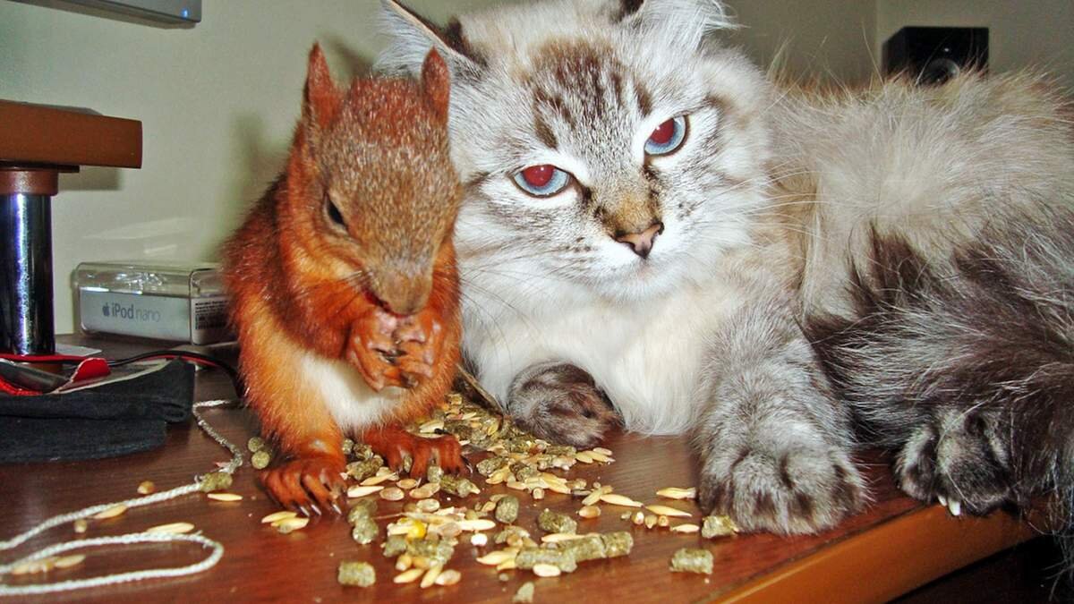 Котэ и Бэлька  (яндекс-картинки)