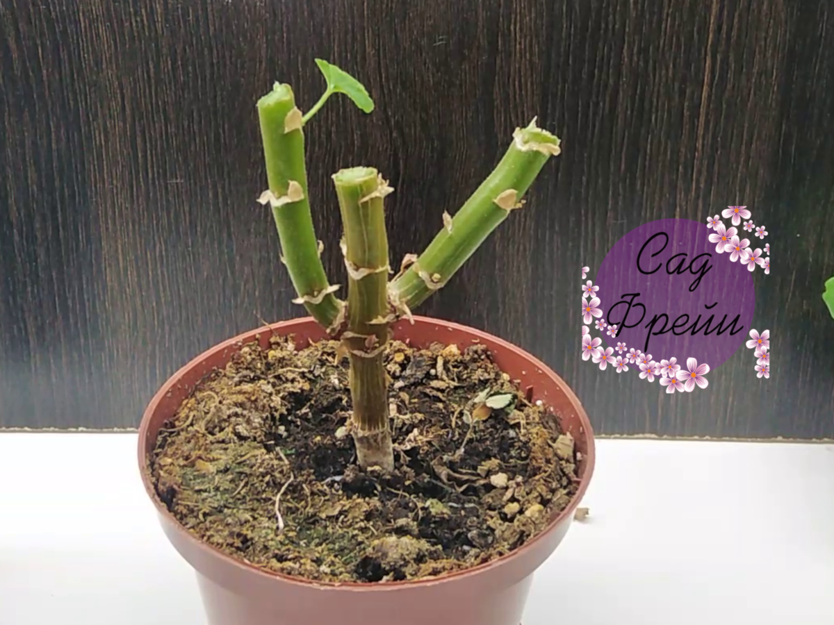 Так я обрезала свою пеларгонию 2 месяца назад. И с ней всё хорошо: покажу на фото в конце статьи