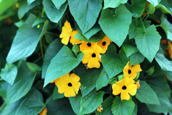 Тунбергия крылатая
