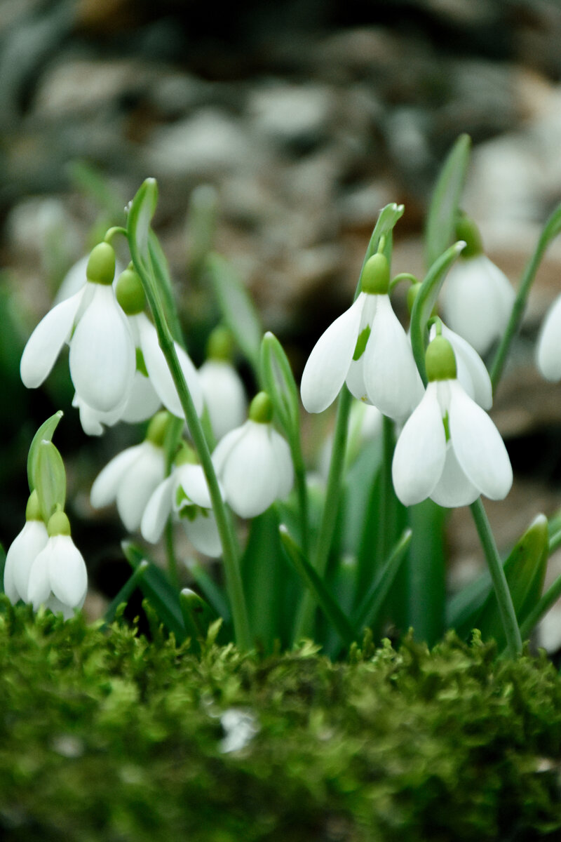 Первоцветы