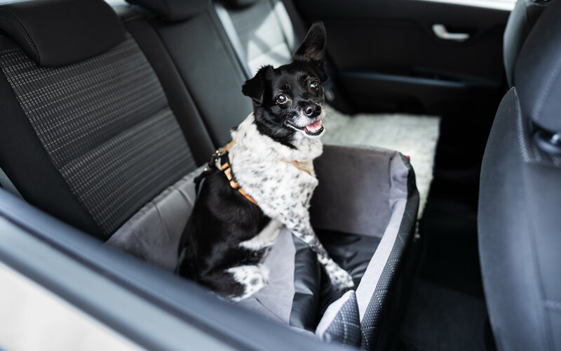 Большой или средней собаке удобнее всего будет ехать без переноски, расположившись на заднем сиденье седана или в багажнике внедорожника. Фото Andrey Popov/Dreamstime