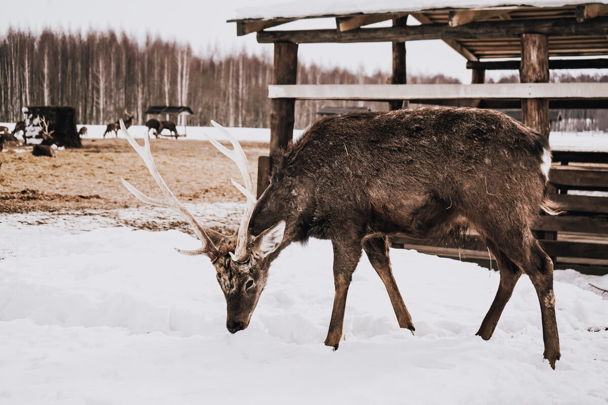 Фото - пресс-служба АНО "ЦРСИиД "БАРС" при копирование фотографии указывайте ссылку на ресурс обязательна.