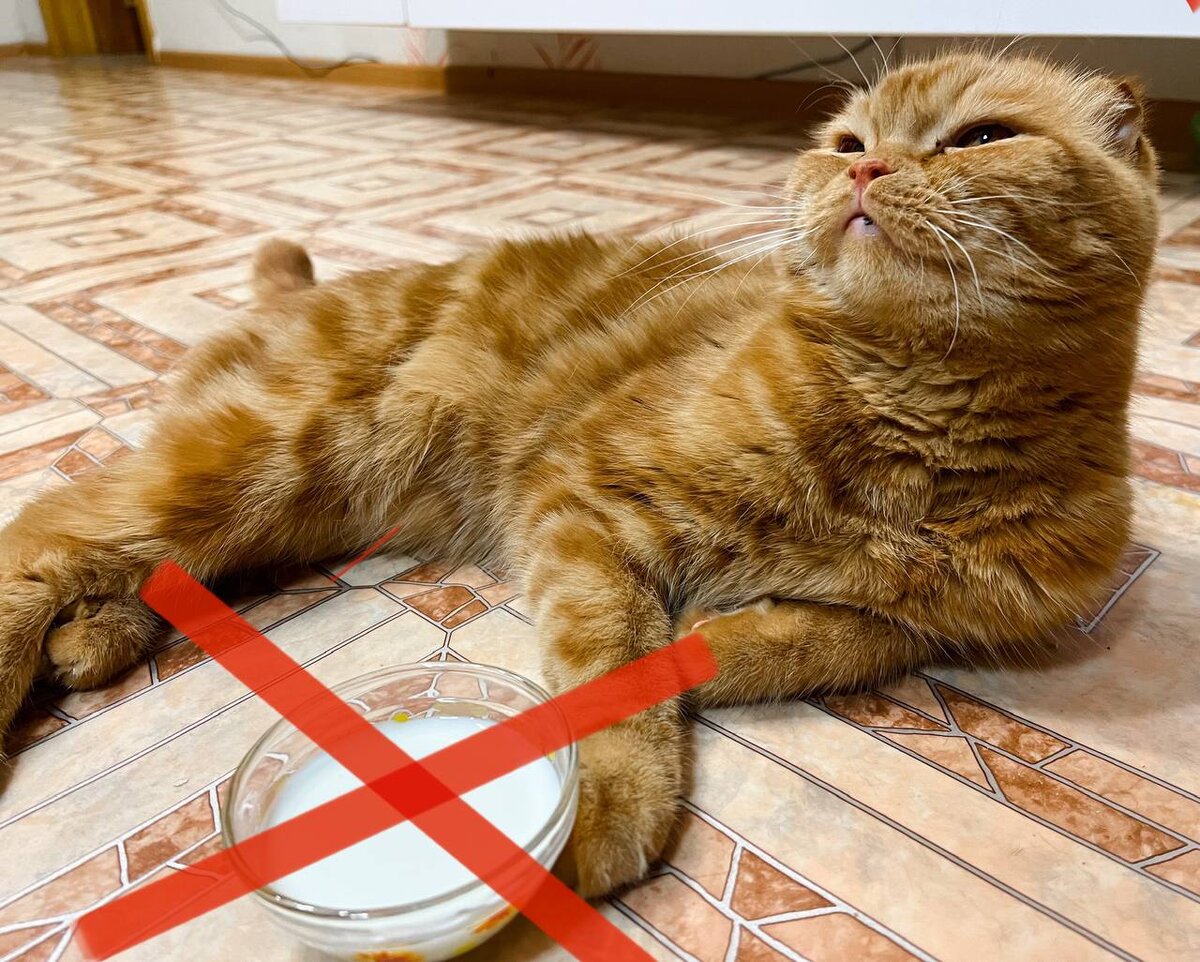 Тихон показывает, что молоко нельзя