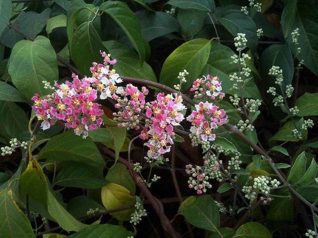 Лоза духов. Яндекс картинки.