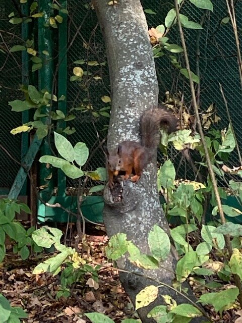 Белка Фото автора