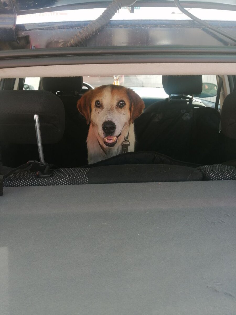 У него нет даже хозяина, но он старается ради каждого человека, с которым контактирует,  быть самым лучшим другом. 