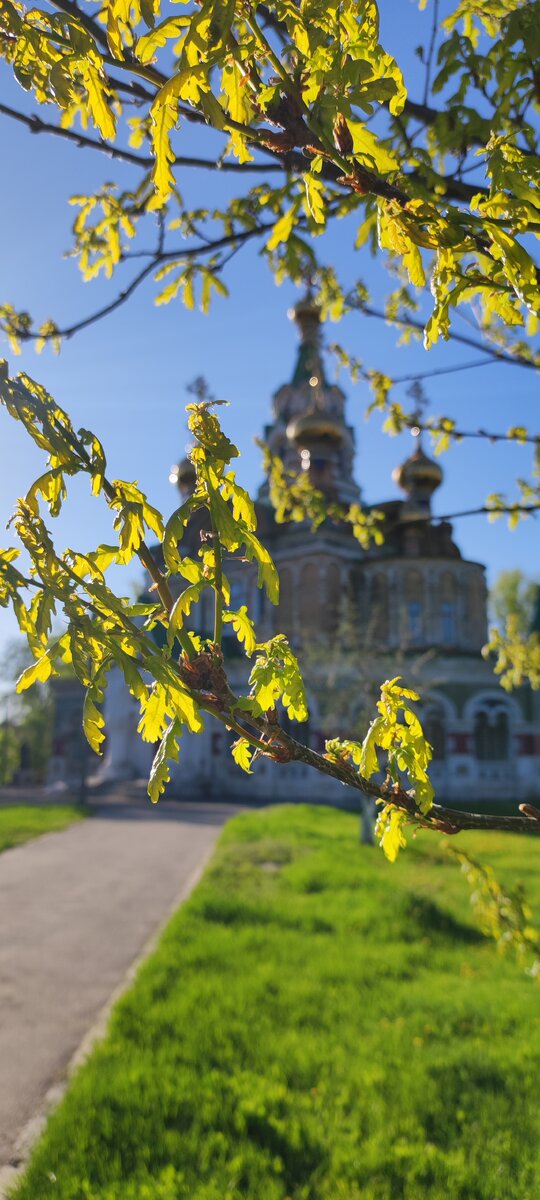 Молодые листья дуба! Весна исцеляет! 