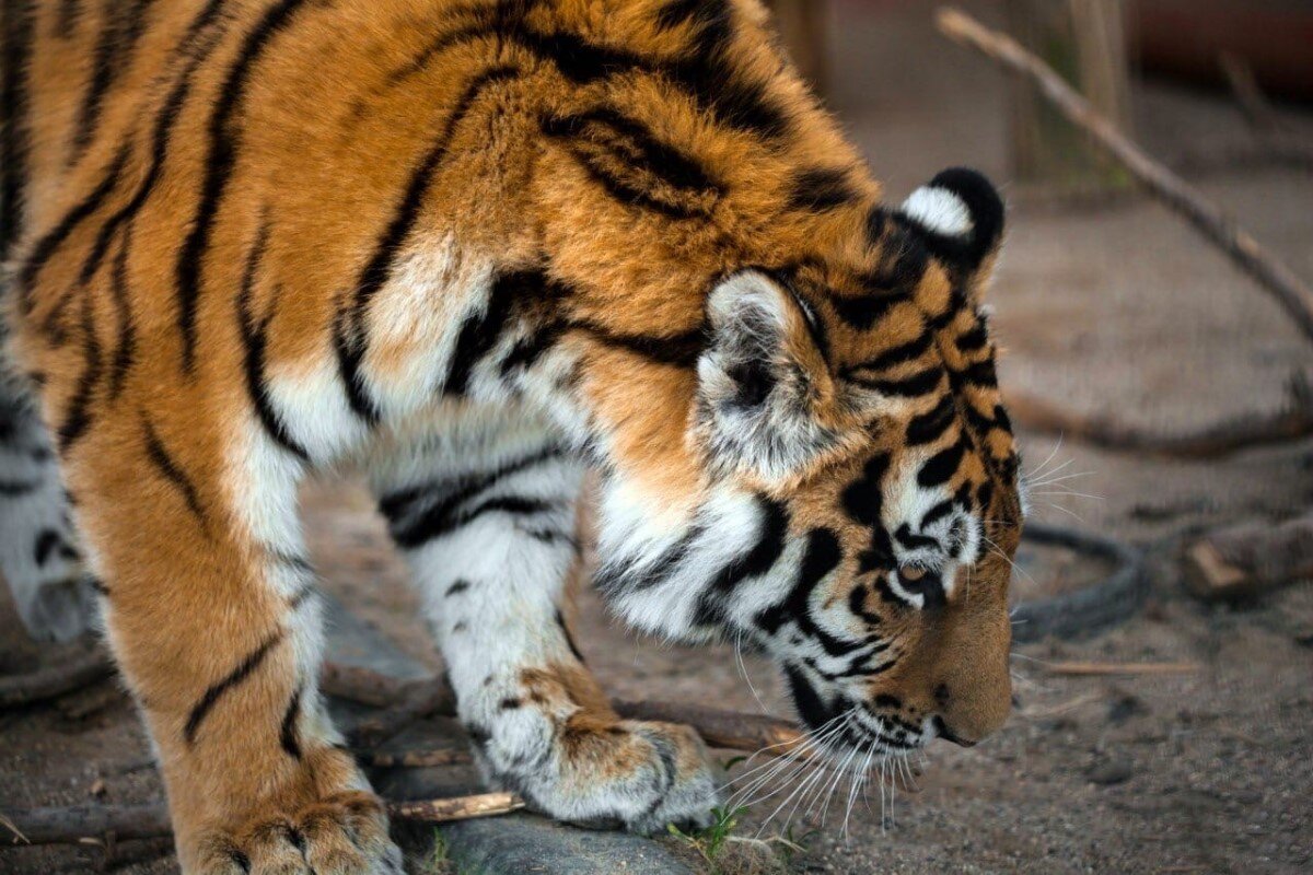 Песчаные дюны Сычево | Путешествия с БизнесБас | Дзен