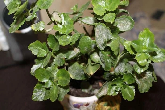 Болезни листьев каланхоэ: фото и лечение
