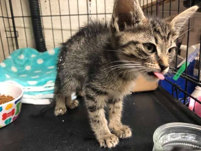 После снятия гипса. Источник фото: https://mrkot.com/kak-deti-spasli-kotenka-v-gipse