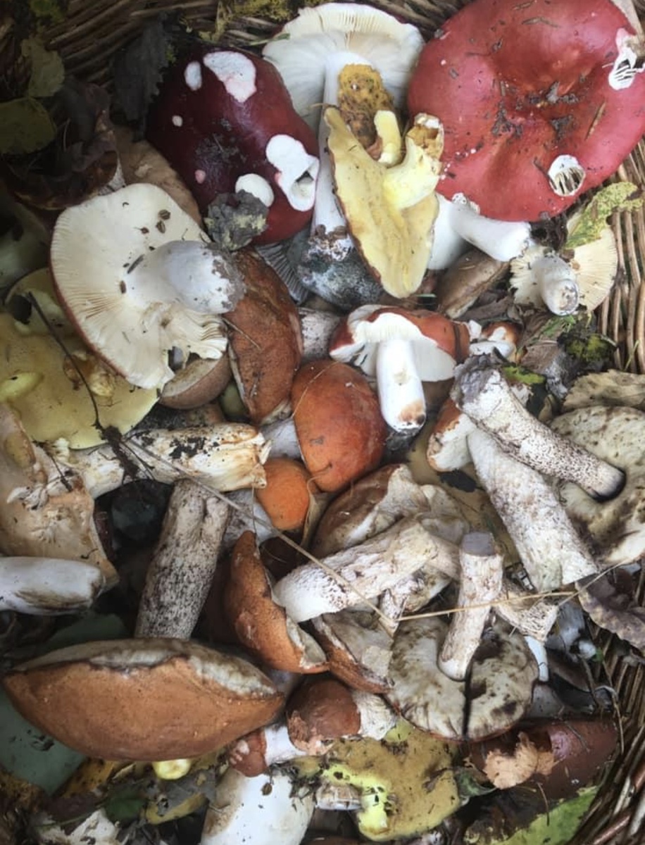 Подосиновики, сыроежки, маслята и тд