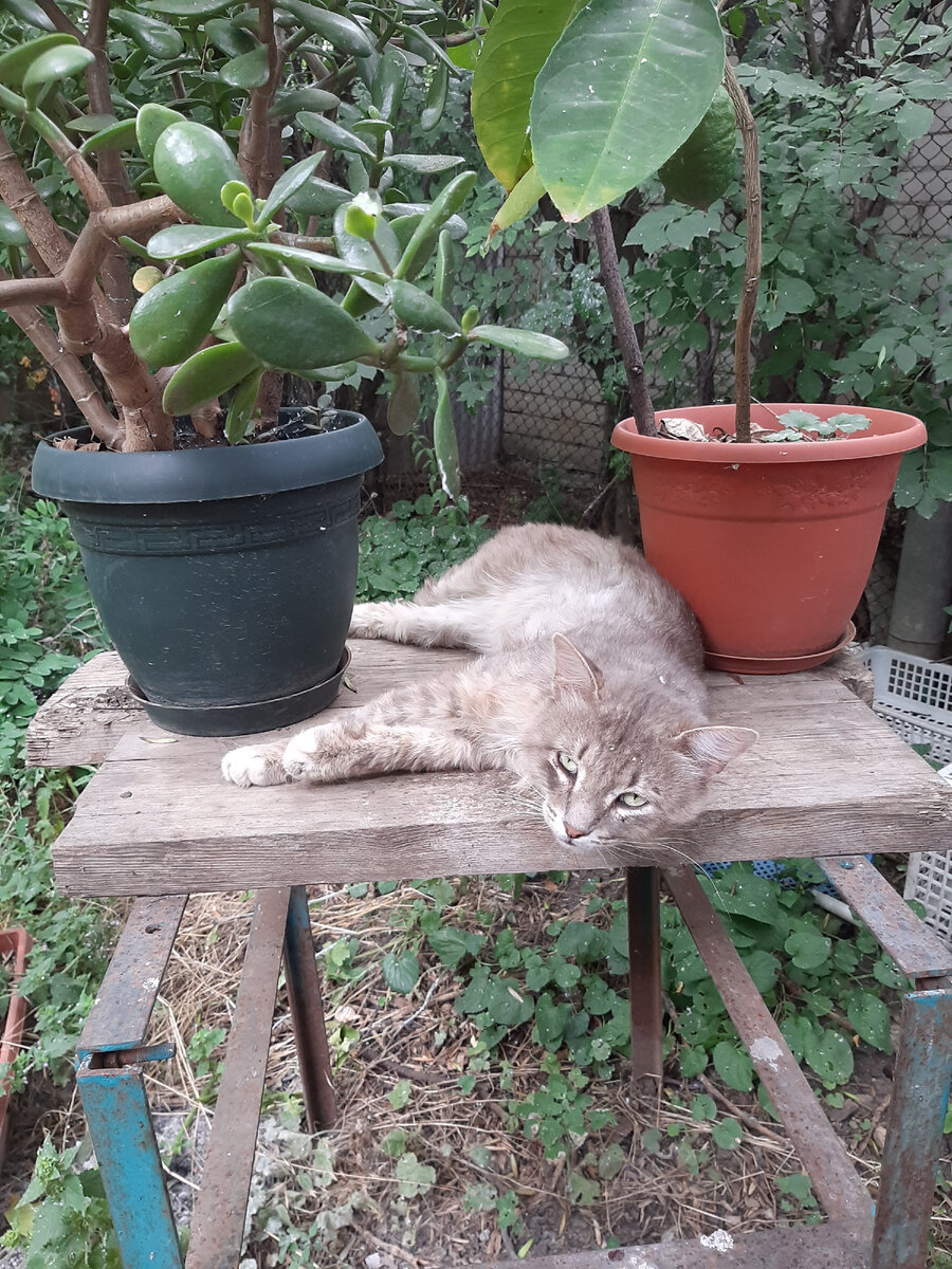 Гостевой котик Серый