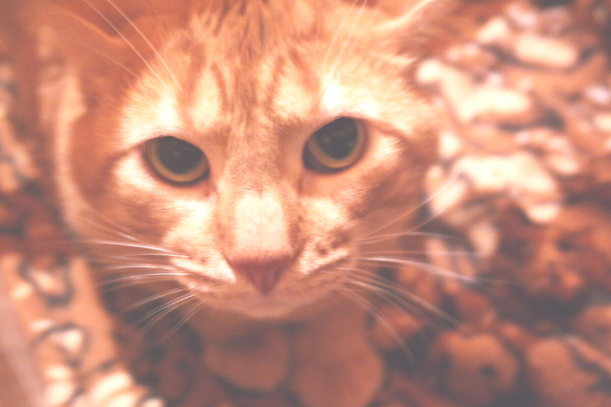 Элейн (Элич). Фото из домашнего архива