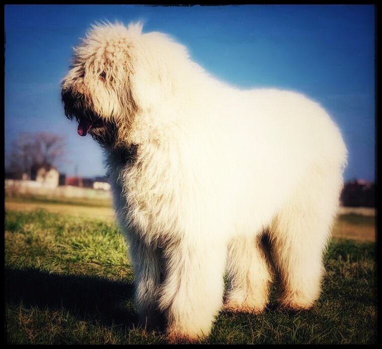 Южно русская овчарка 