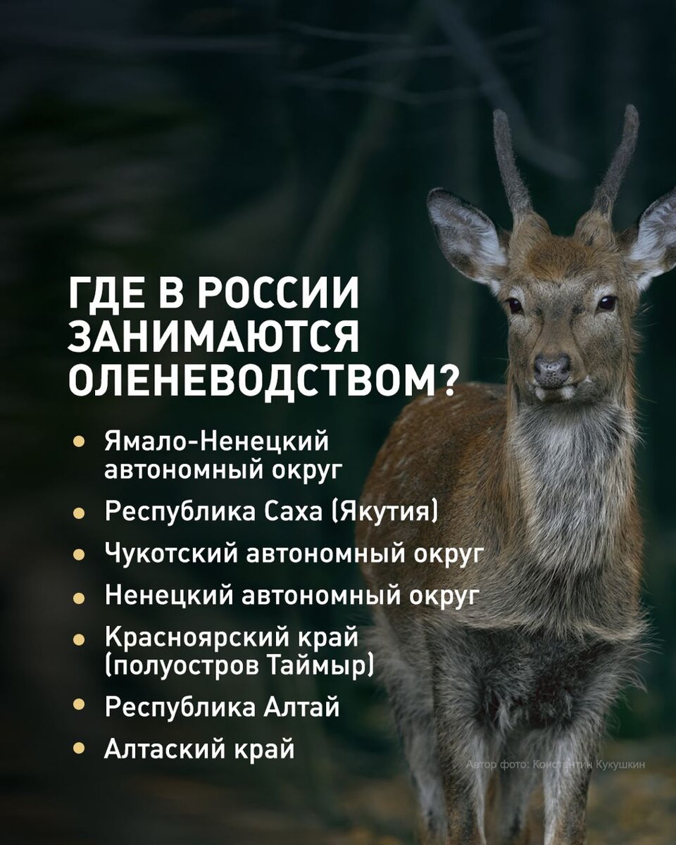 Где в России занимаются оленеводством.